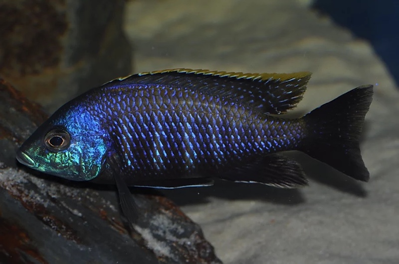Placidochromis sp. 'blue otter' Tsano Rock